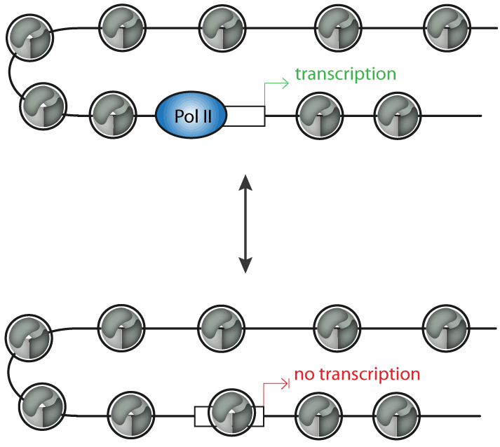 Chromatin remodelers can alter nucleosome positions