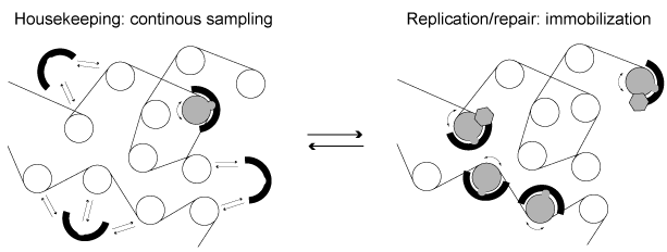 Chromatin remodeling activity