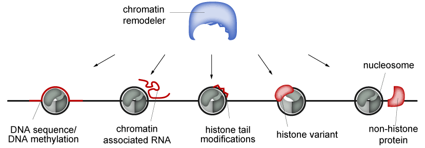 Signals for chromatin remodelers